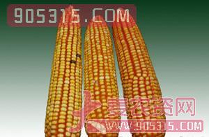 莱科815-玉米种子-西由种业农资招商产品
