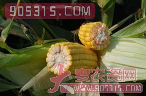 莱科813-玉米种子-西由种业