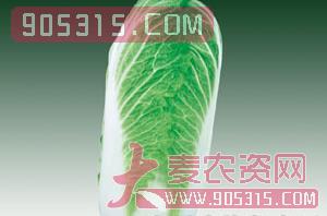 蔬菜种子-长白菜-西由种业农资招商产品
