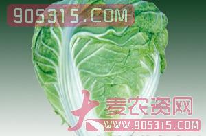 蔬菜种子-大白菜-西由种业农资招商产品