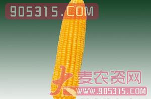 黄糯玉米-玉米种子-西由种业农资招商产品