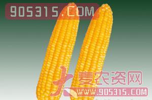 玉米种子-黄糯玉米-西由种业农资招商产品