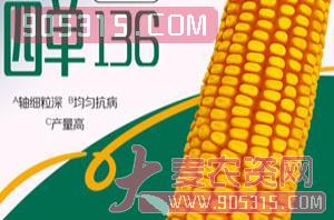 四单136玉米杂交种-宏兴农农资招商产品