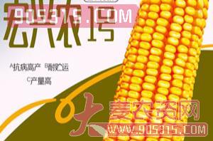 宏兴农1号-玉米种子-宏兴农