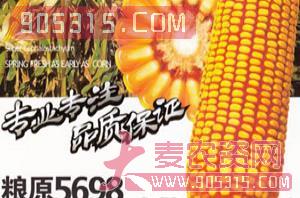 粮源5698-玉米种子-宏兴农