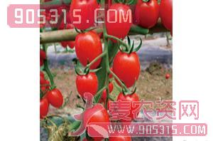 艾玛（红果番茄种子）-盈邦达农资招商产品