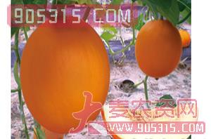 久久红（甜瓜种子）-寒友-盈邦达农资招商产品