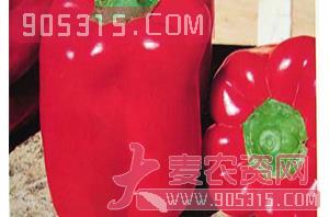威丽太空椒（甜椒种子）-盈邦达