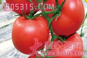 凯瑞（抗TY番茄种子）-盈邦达农资招商产品