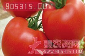 梅西（抗TY番茄种子）-盈邦达农资招商产品