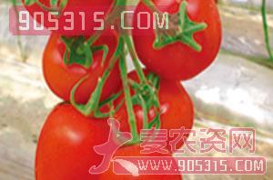 红罗曼（番茄种子）-盈邦达农资招商产品