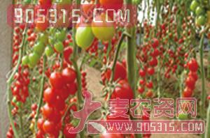 米娅（樱桃番茄种子）-盈邦达农资招商产品