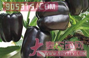 紫美人彩椒（甜椒种子）-盈邦达农资招商产品
