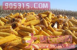 精选鲁单6006（玉米种子）-盈邦达农资招商产品