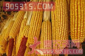 农大3138（玉米种子）-盈邦达农资招商产品
