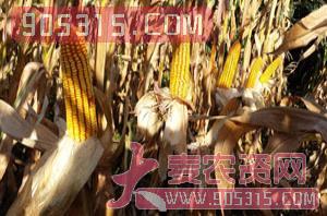 早熟-润泽12-玉米种子-润泽农业