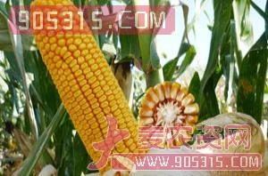 润泽68-玉米种子-润泽农业