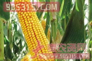 润泽MC950-玉米种子-润泽农业农资招商产品