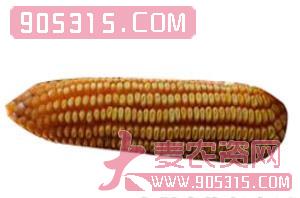 华龙1号-玉米种子-益民种业