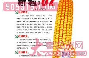 新粒62-玉米种子-鸿博种业农资招商产品