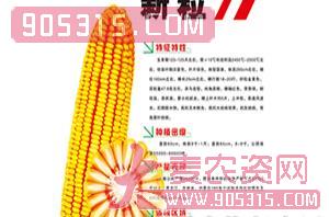 新粒77-玉米种子-鸿博种业