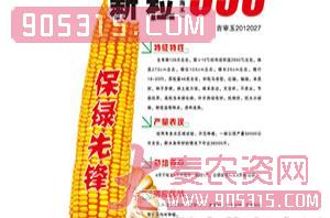 新粒558-玉米种子-鸿博种业