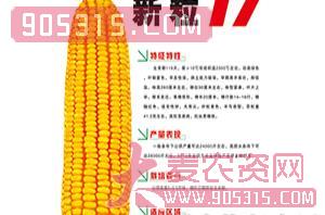 新粒17-玉米种子-鸿博种业农资招商产品