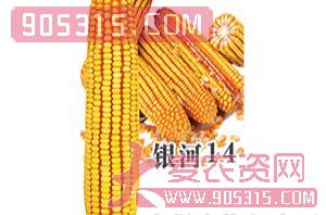 银河14-玉米种子-惠丰种业农资招商产品