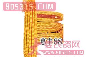 惠丰88-玉米种子-惠丰种业农资招商产品