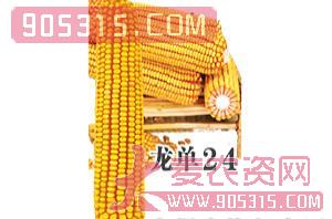 龙单24-玉米种子-惠丰种业