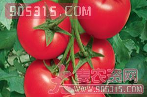 番茄种子优选悦农8号-中蔬高科农资招商产品