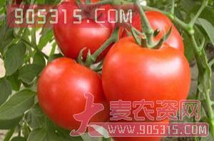 番茄种子硬粉1066-中蔬高科