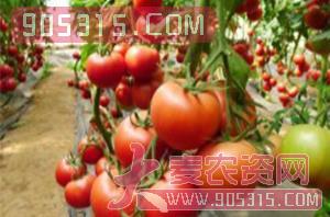 番茄种子硬粉5108-中蔬高科农资招商产品
