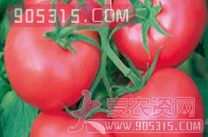 番茄种子硬粉1099-中蔬高科