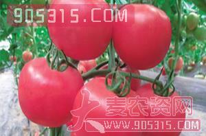 番茄种子硬粉1077-中蔬高科