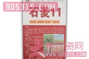 石麦11-小麦种子-民心-绩优谷农资招商产品