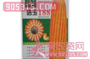 浩玉188-玉米种子-绩优谷