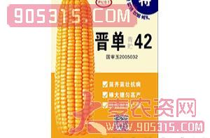 晋单42-玉米种子-世纪盈丰农资招商产品
