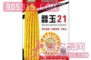 蠡玉21-玉米种子-世纪盈丰农资招商产品