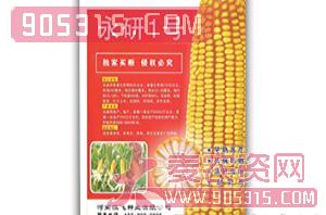 永研1号-玉米种子-恒飞种业