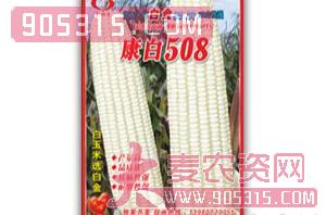 康白508-玉米种子