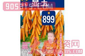 显玉899-玉米种子-金牌农资招商产品