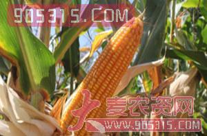 绿星699-1-玉米种子红-金牌
