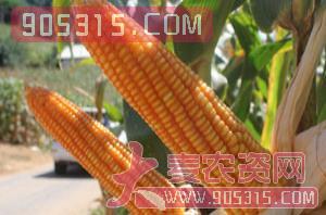 永瑞16-玉米种子-金牌农资招商产品