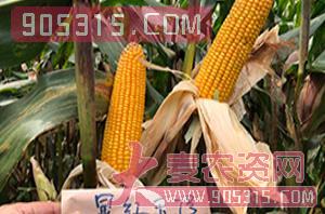 显红玉7号-玉米种子-金牌农业农资招商产品