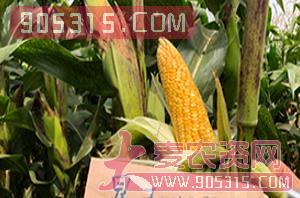 显玉108-玉米种子-金牌农业