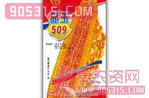显玉米505-玉米杂交种-金牌农业农资招商产品