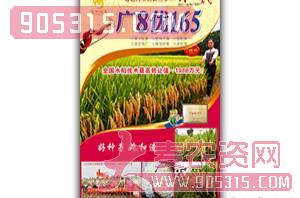 广8优165-水稻种子-金牌农业