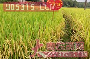 广8优165成熟-水稻种子-兆和